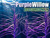 Purple Wispy Willow Gorgonian