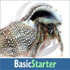 Basic Starter Invert Kit