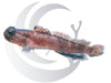 BlueFin Watchman Goby