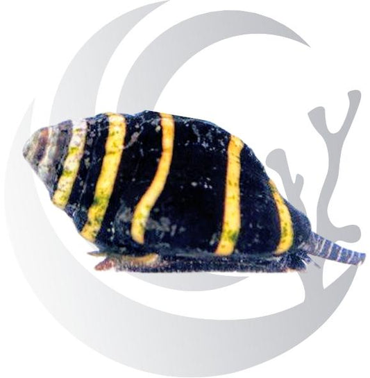 Bumble Bee Snail