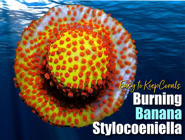 Burning Banana Stylocoeniella - Easy to Keep - Pacific East Aquaculture