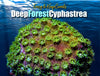 Deep Forest Cyphastrea