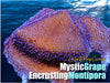 Mystic Grape Encrusting Montipora
