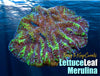 Lettuce Leaf Merulina