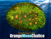 Orange Moon Chalice