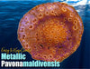 Metallic Orange Pavona maldivensis