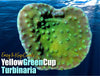 Yellow-Green Cup Turbinaria