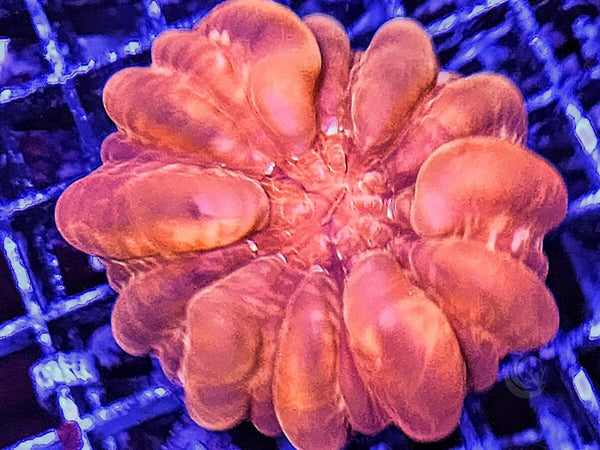 Red Cynarina 1E - WYSIWYG