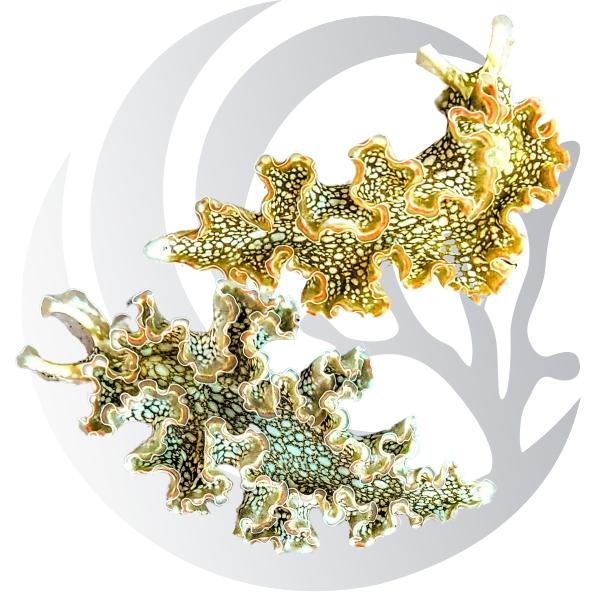 Lettuce Nudibranch HAIR ALGAE MUNCHERS Pacific East Aquaculture