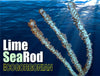 Lime Sea Rod Photosynthetic Gorgonian