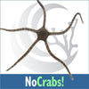 No Crabs Invert Kit