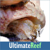 Ultimate Reef Diversity Kit