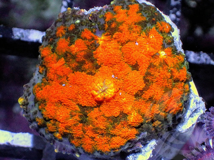 The WYSIWYG Coral You Want In Your Saltwater Reef Aquarium (And How to Care For Them)