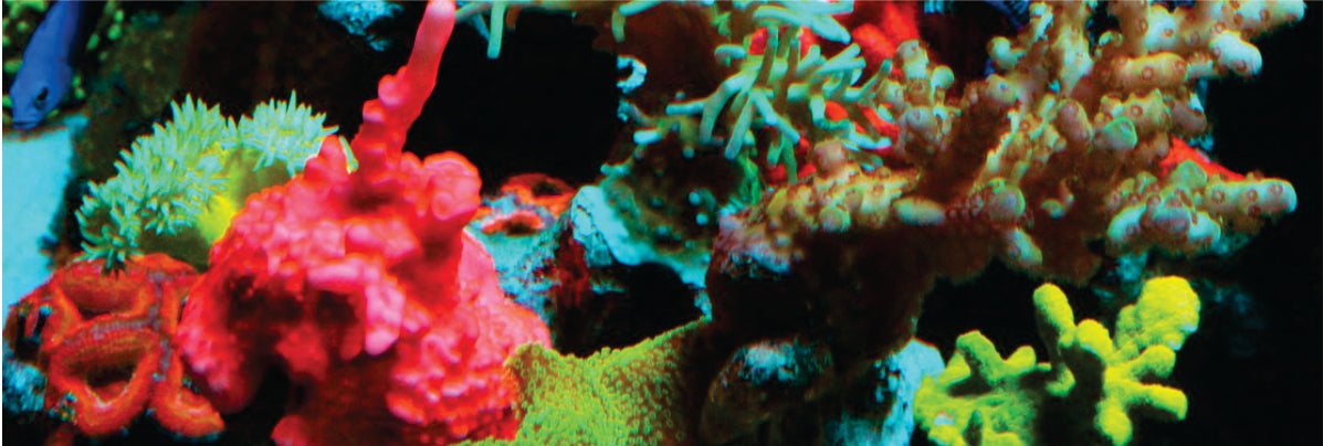 Avoiding Common Pitfalls When Starting a Saltwater Aquarium
