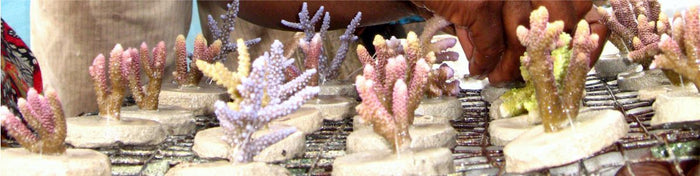 Coral Farming in the Solomon Islands - Part 5