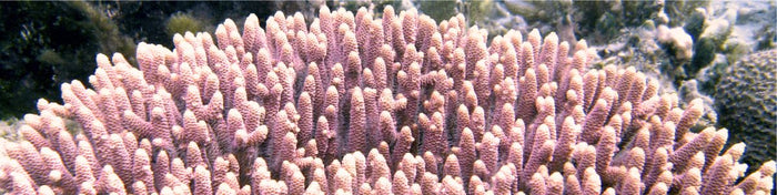 Coral Farming in the Solomon Islands - Part 4