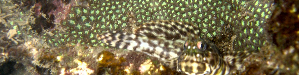 Coral Farming in the Solomon Islands - Part 3