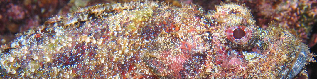 Clam Collection and Farming in French Polynesia- Part 2