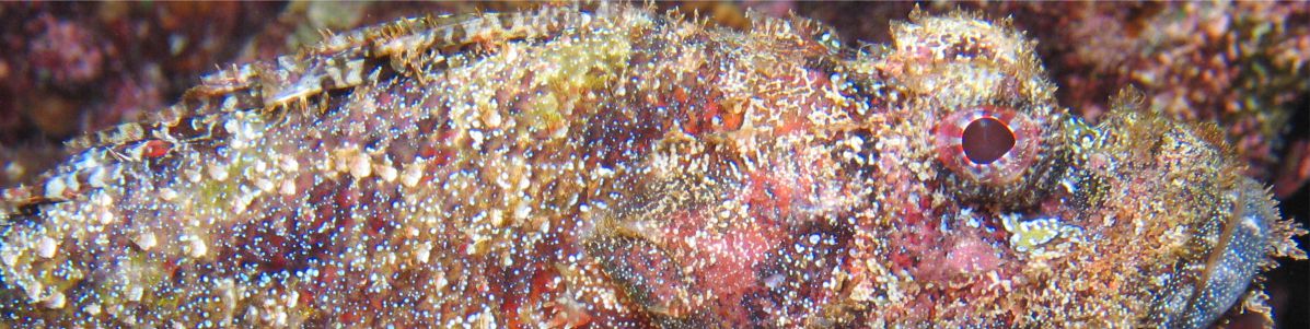 Clam Collection and Farming in French Polynesia- Part 2