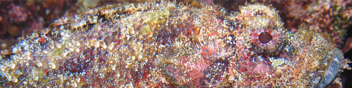 Clam Collection and Farming in French Polynesia- Part 2