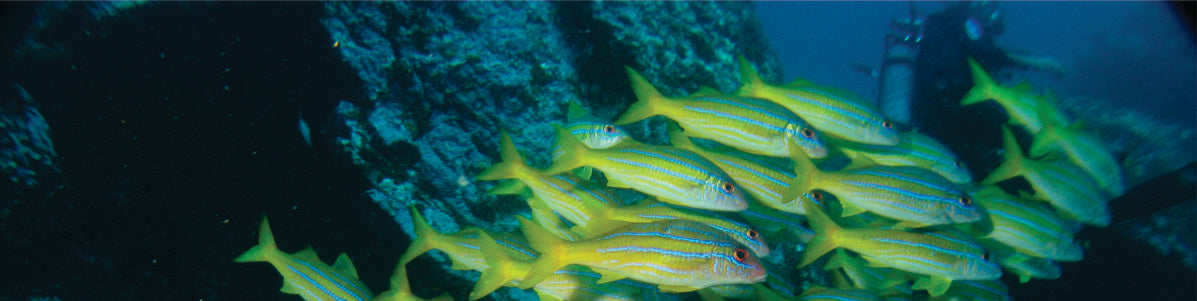 School of Fish in French Polynesia
