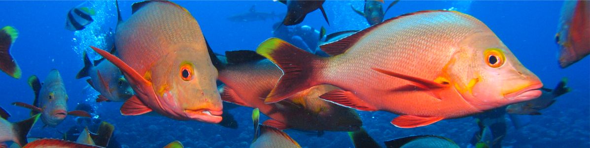 Clam Collection and Farming in French Polynesia - Part 1