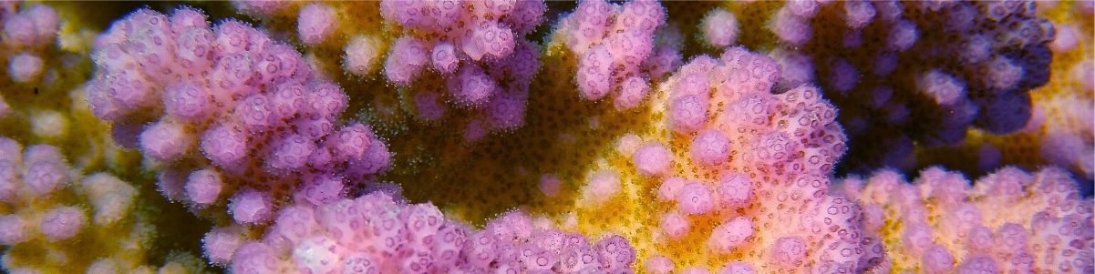 Clam Collection and Farming in French Polynesia - Part 4