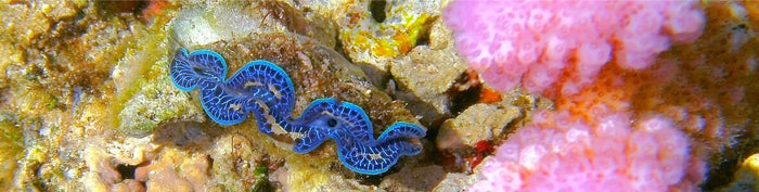 Clam Collection and Farming in French Polynesia - Part 5