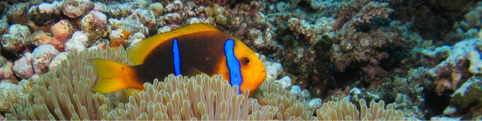 50 Years and Counting