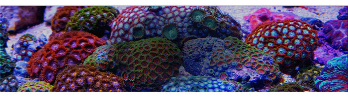 The Best Beginner Corals for Your First Reef Tank
