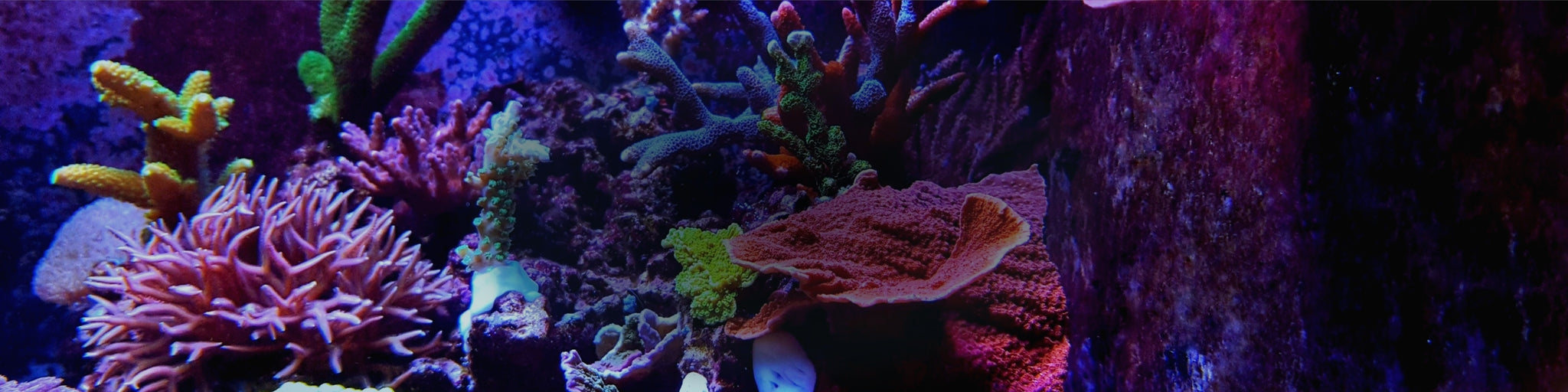 How to Acclimate Corals to an Aquarium Tank