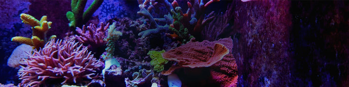 How to Acclimate Corals to an Aquarium Tank