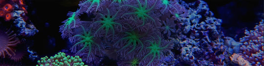 Guide to Soft Coral: Types, Characteristics, and Care
