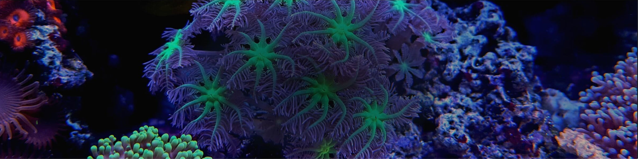 Soft coral types