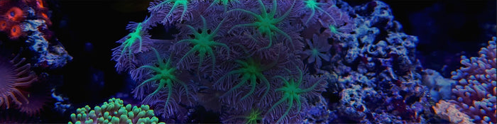 Soft coral types