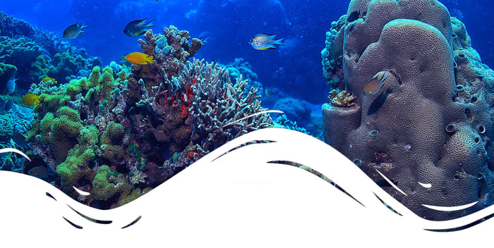 The Ultimate Coral Reef Tank Setup Checklist