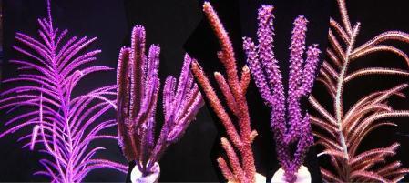 Gorgonians for Sale