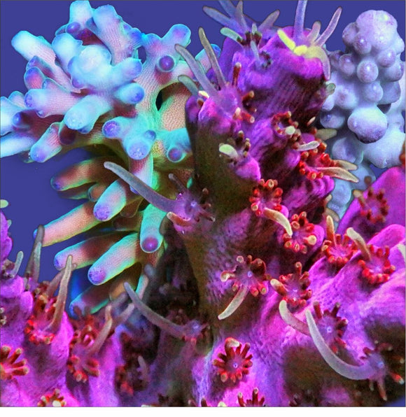 Amazing Acropora