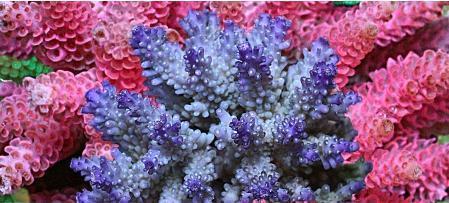 Amazing Acropora