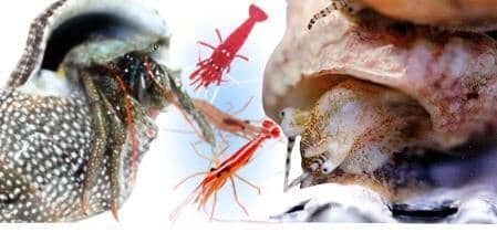 Saltwater Algae Eater Invert Kits