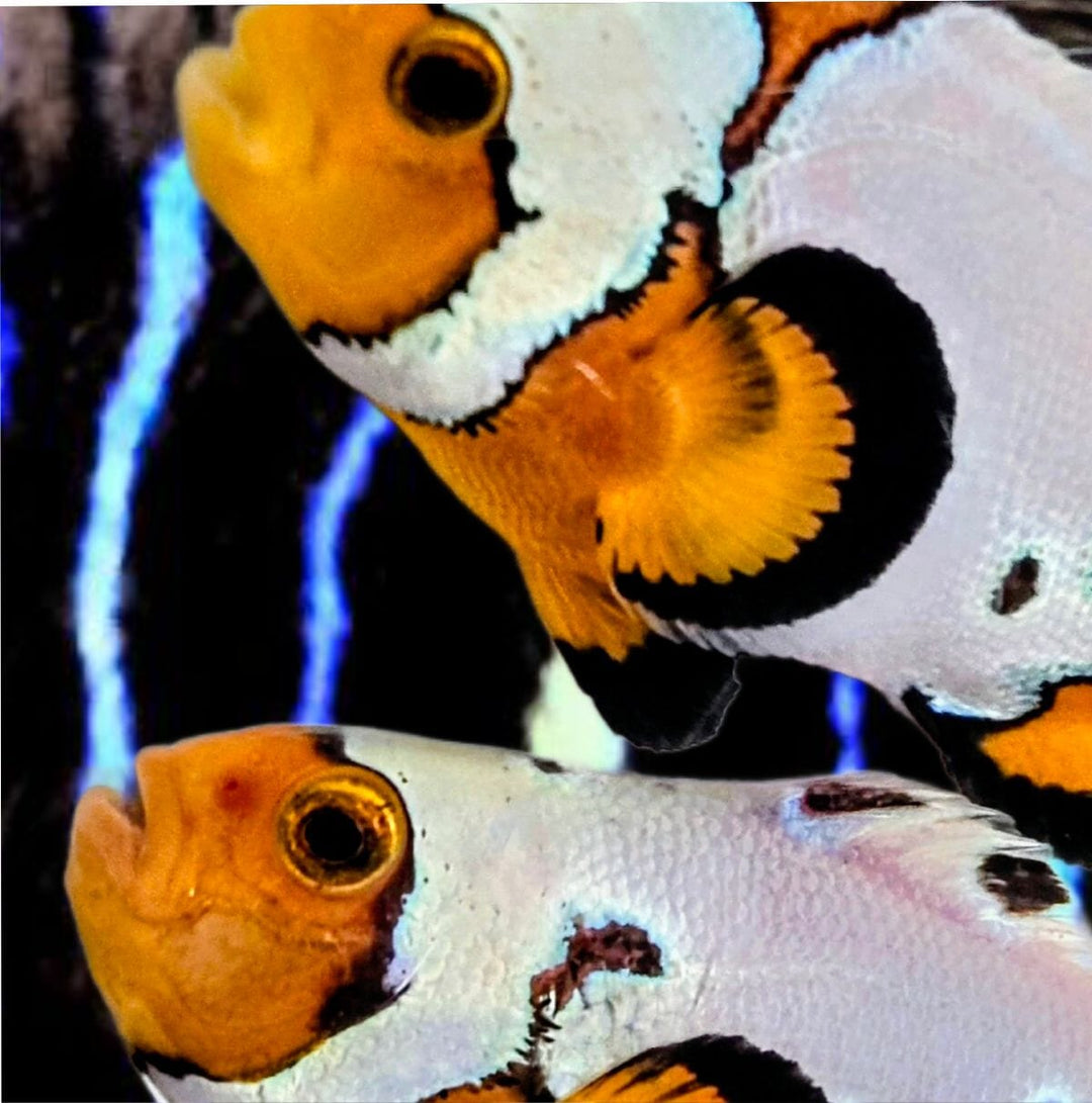 Saltwater Fish