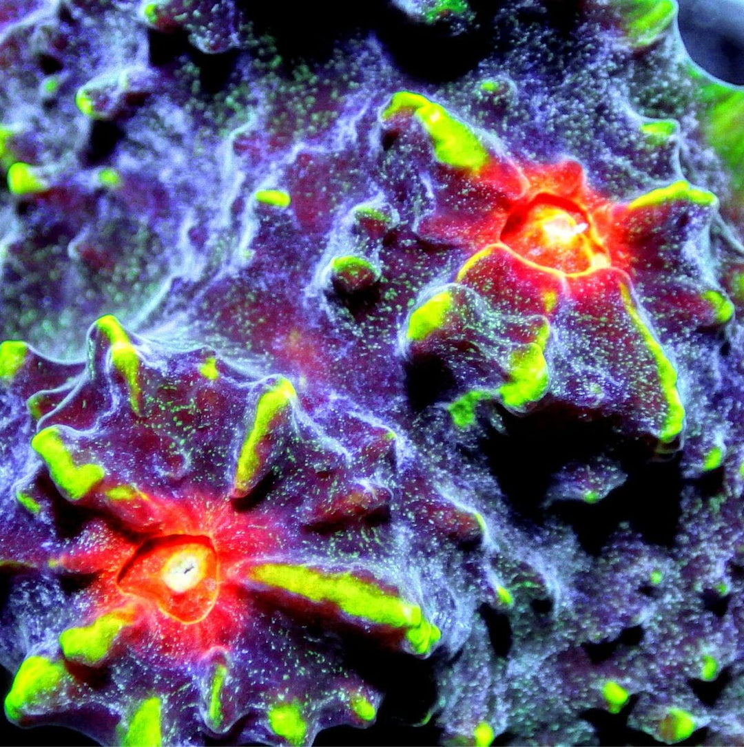 Premium Frags