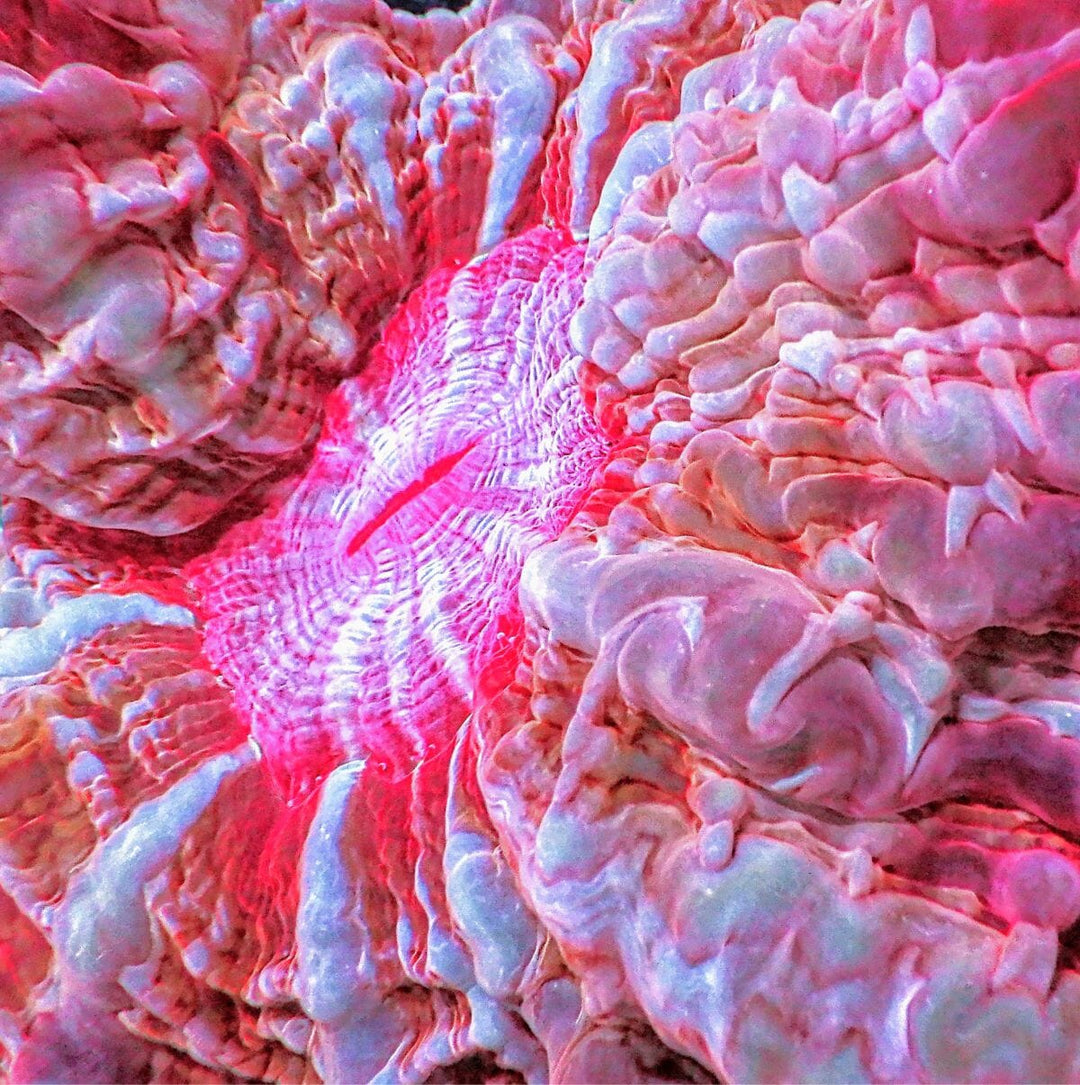 Coral Colonies