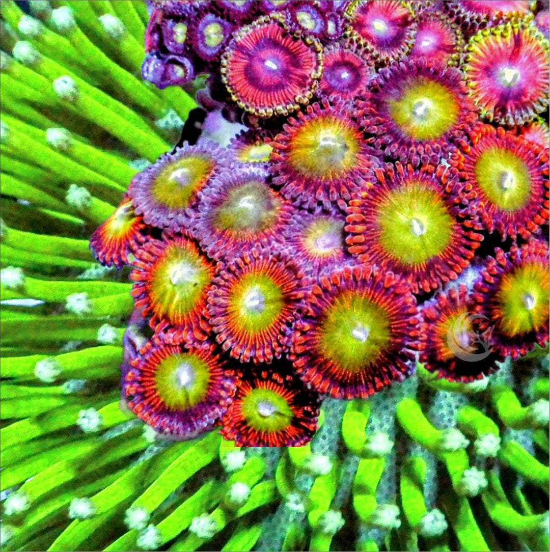 Polyps and 'Shrooms