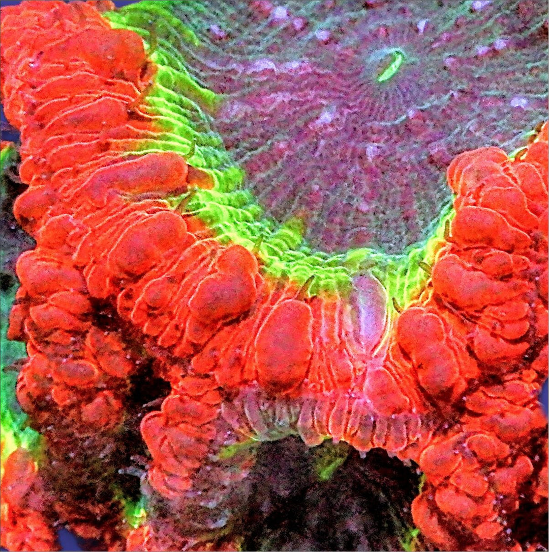 Blastomussa Coral