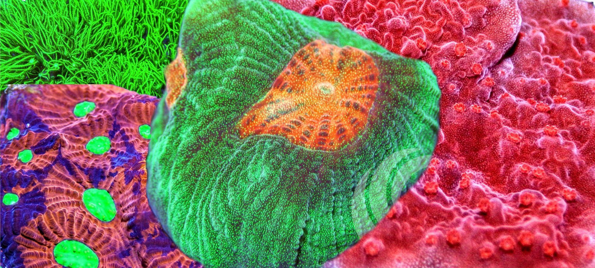 Build Your Own Frag Pack!