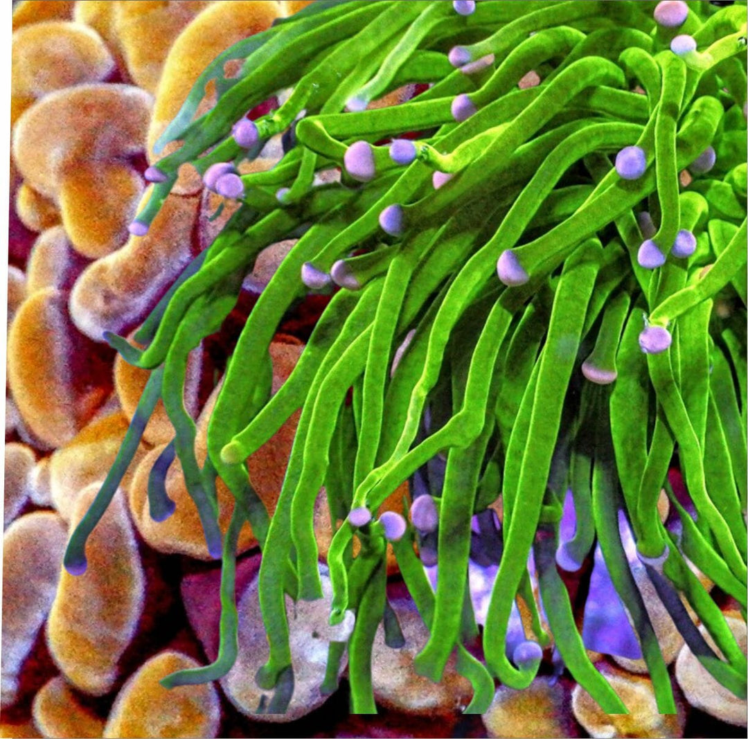 Euphyllia Corals