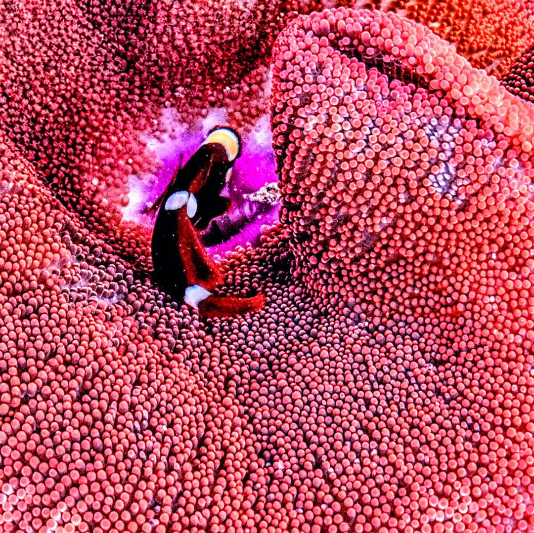 Anemones