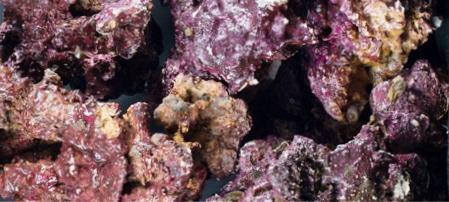 Saltwater Aquarium Live Rocks