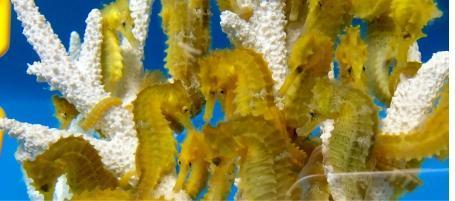 Live Saltwater Seahorses